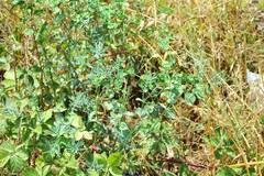 Euphorbia serrata