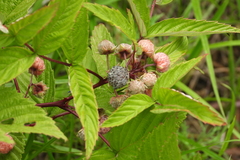 Rubus niveus