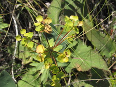 Euphorbia stepposa