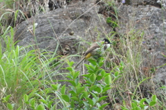 Pycnonotus xanthorrhous