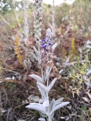 Veronica hololeuca