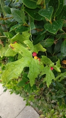 Bryonia cretica