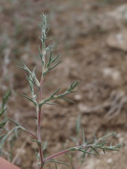 Petrosimonia triandra