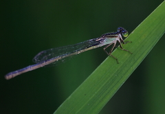 Agriocnemis pygmaea