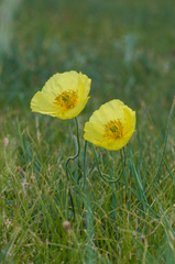Papaver nudicaule