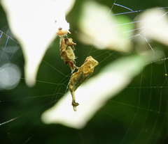 Arachnura melanura