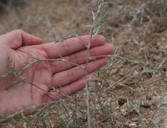 Petrosimonia triandra