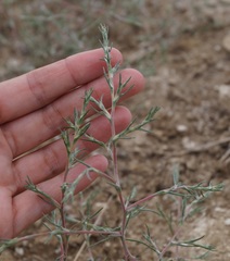 Petrosimonia triandra