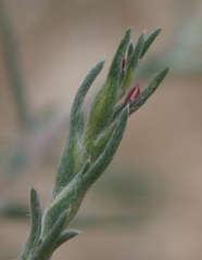 Petrosimonia triandra