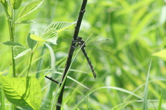 Cordulegaster obliqua