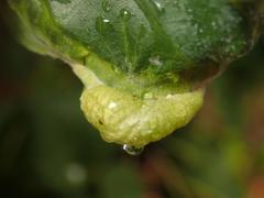 Trichochermes walkeri