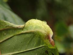 Trichochermes walkeri