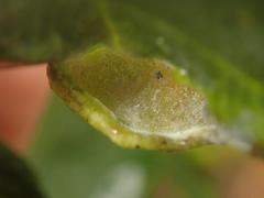 Trichochermes walkeri