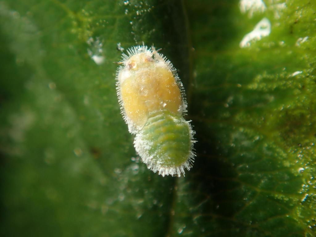 Trioza rhamni