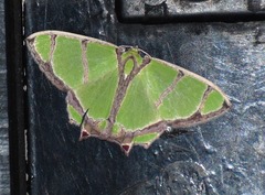 Agathia angustilimes