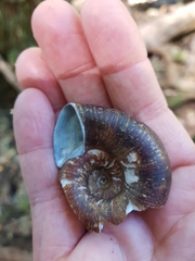 Pedinogyra rotabilis