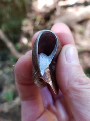 Pedinogyra rotabilis