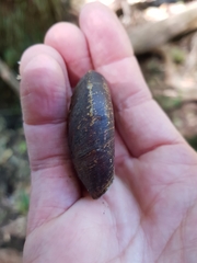 Pedinogyra rotabilis