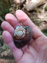 Pedinogyra rotabilis