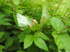 Triphragmium ulmariae