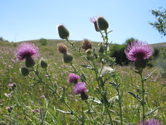 Cirsium ukranicum