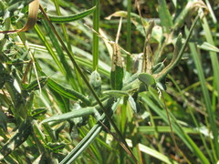 Cirsium ukranicum