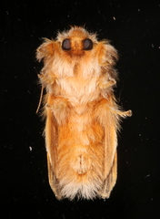 Pseudanapaea