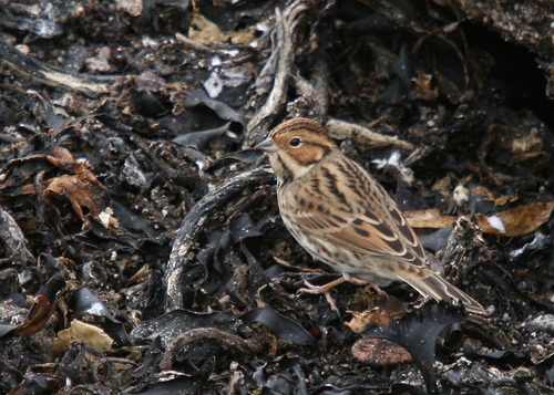 Escribano pigmeo (Emberiza pusilla)