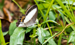 Oressinoma typhla typhla