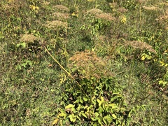 Laserpitium latifolium