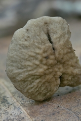 Hodophilus rugulosus