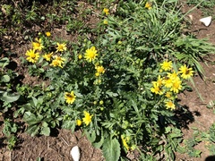 Senecio squalidus rupestris
