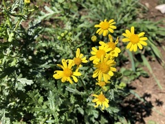Senecio squalidus rupestris