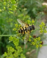 Myathropa florea