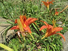 Hemerocallis fulva