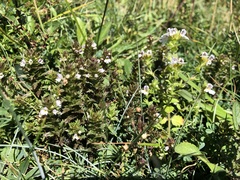 Euphrasia minima