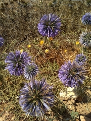 Echinops adenocaulos