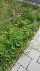 Pastinaca sativa