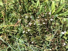 Euphrasia minima