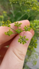 Pastinaca sativa