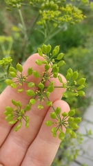 Pastinaca sativa