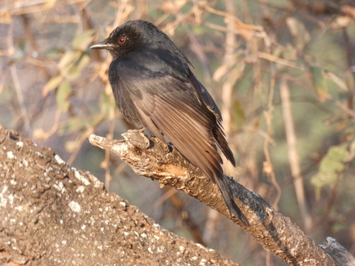 Fork-tailed Drongo