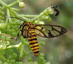 Amata polymita