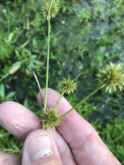 Cyperus echinatus