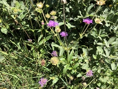 Knautia dipsacifolia