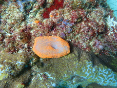 Polycitor giganteus