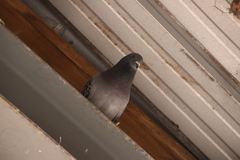 Columba livia domestica