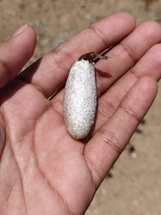 Rothschildia cinctus cinctus