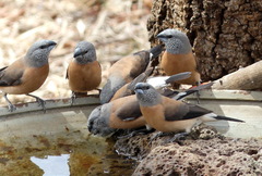 Spermestes griseicapilla