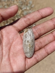 Rothschildia cinctus cinctus